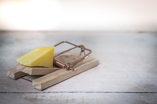 Mouse traps with cheese are just one way to get rid of pests in your home